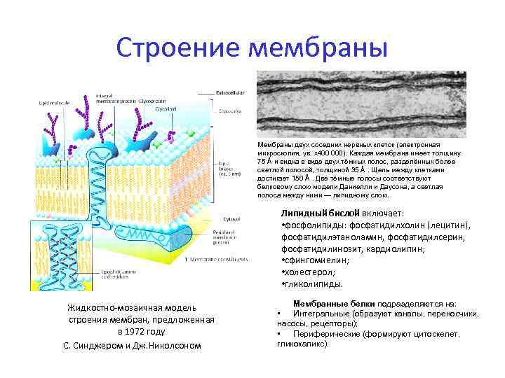    Строение мембраны      Мембраны двух соседних нервных