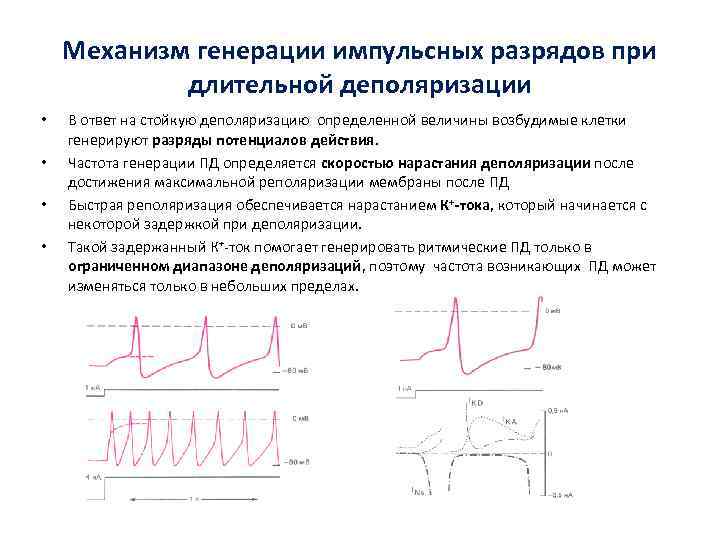  Механизм генерации импульсных разрядов при   длительной деполяризации •  В