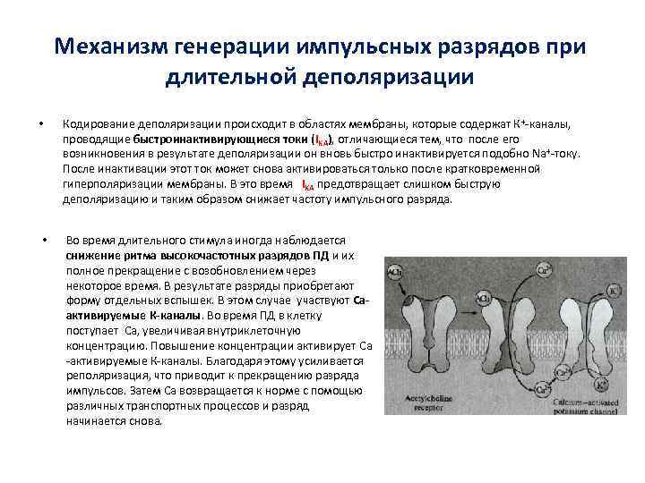   Механизм генерации импульсных разрядов при   длительной деполяризации •  Кодирование