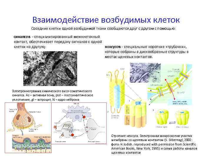   Взаимодействие возбудимых клеток   Соседние клетки одной возбудимой ткани сообщаются друг