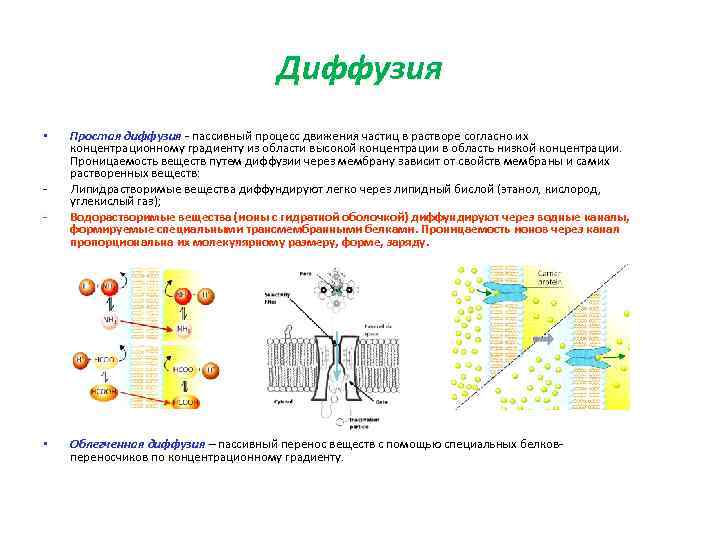        Диффузия •  Простая диффузия - пассивный
