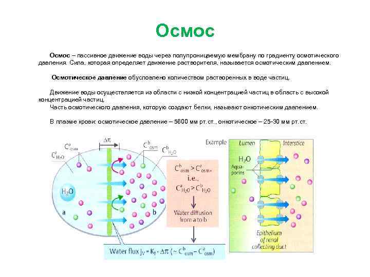 Осмотический градиент