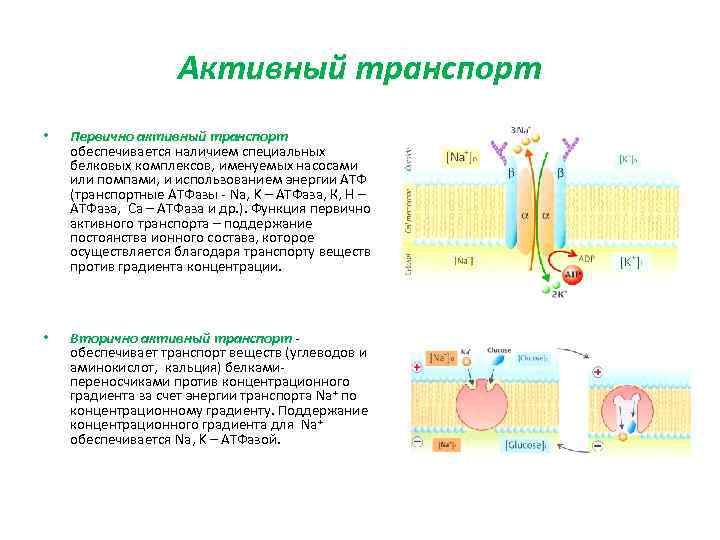    Активный транспорт •  Первично активный транспорт обеспечивается наличием специальных