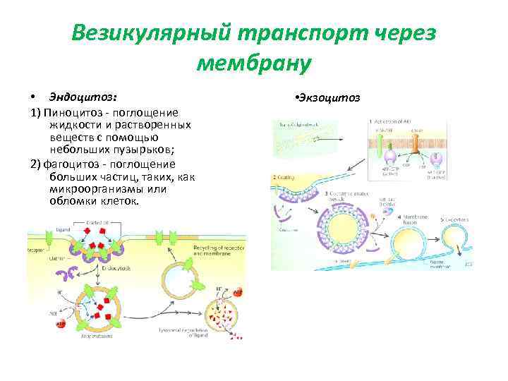   Везикулярный транспорт через   мембрану • Эндоцитоз:    •