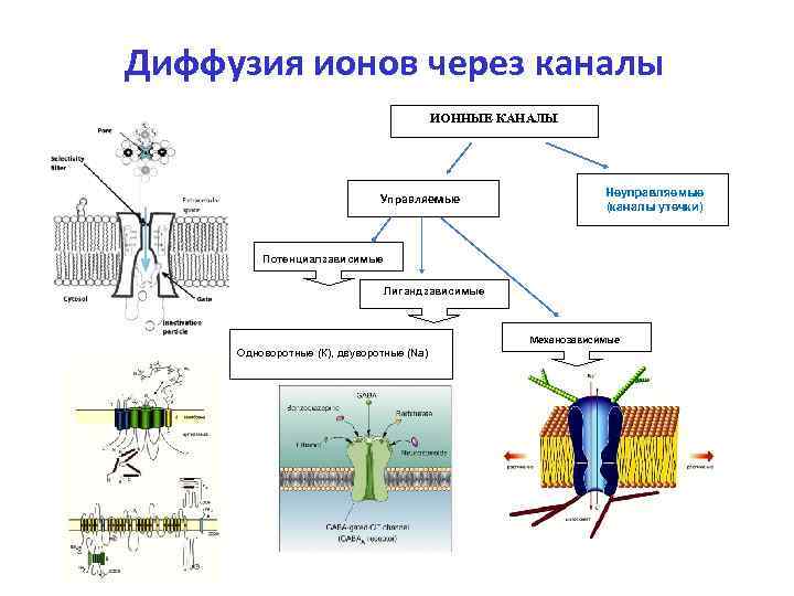 Диффузия ионов через каналы    ИОННЫЕ КАНАЛЫ     