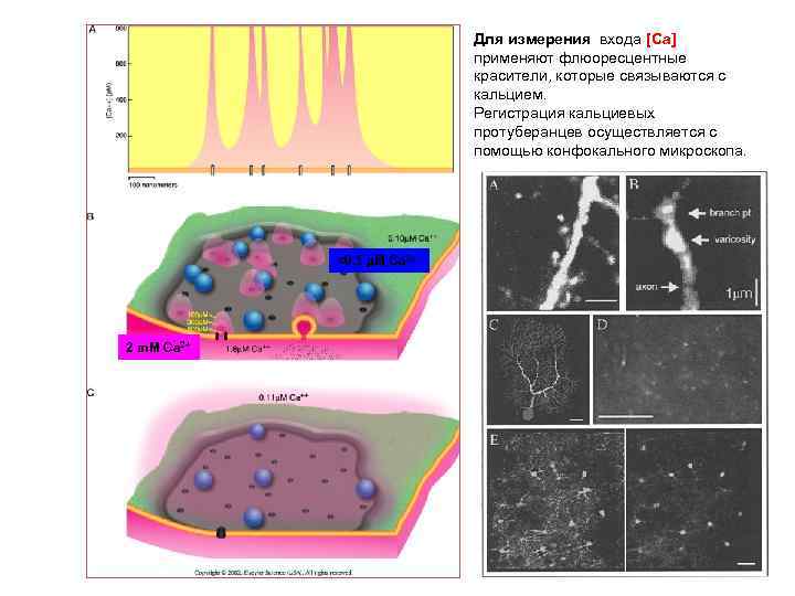       Для измерения входа [Ca]    
