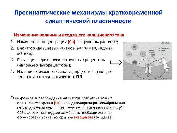 Пресинаптические механизмы кратковременной синаптической пластичности Изменение величины входящего кальциевого тока 1. Пресинаптические механизмы кратковременной синаптической пластичности Изменение величины входящего кальциевого тока 1.