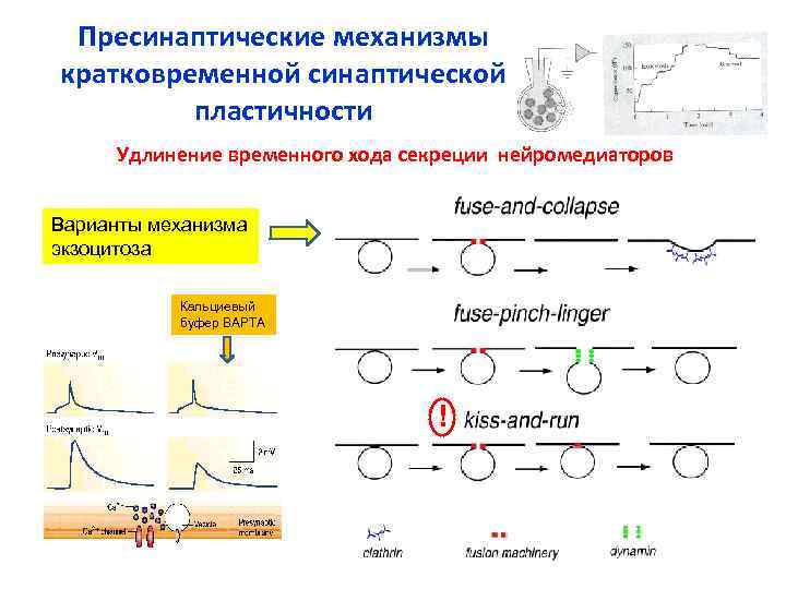 Пресинаптические механизмы кратковременной синаптической пластичности Удлинение временного хода секреции нейромедиаторов Пресинаптические механизмы кратковременной синаптической пластичности Удлинение временного хода секреции нейромедиаторов