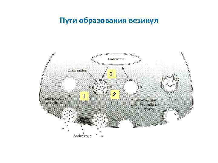 Пути образования везикул 3 1 2 Пути образования везикул 3 1 2