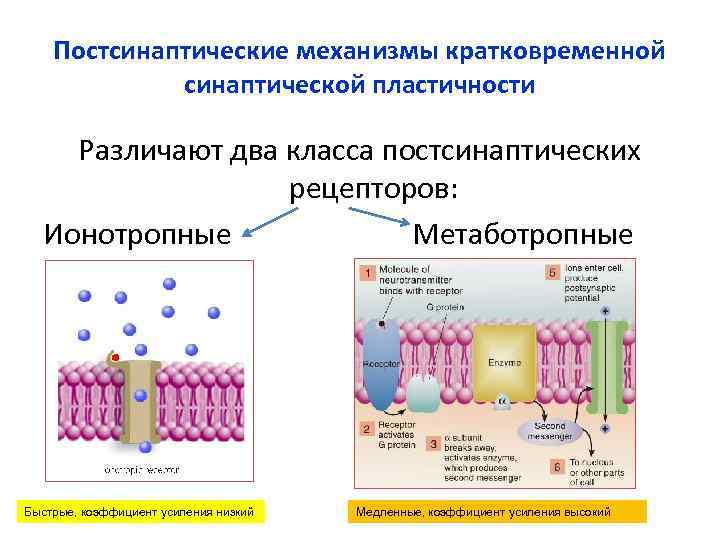 Постсинаптические механизмы кратковременной синаптической пластичности Различают два класса постсинаптических Постсинаптические механизмы кратковременной синаптической пластичности Различают два класса постсинаптических