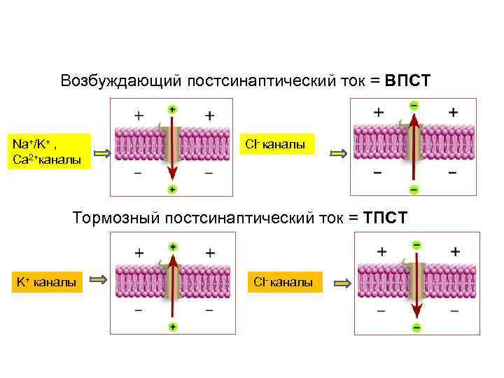 Возбуждающий постсинаптический ток = ВПСТ Na+/K+ , Cl- каналы Возбуждающий постсинаптический ток = ВПСТ Na+/K+ , Cl- каналы