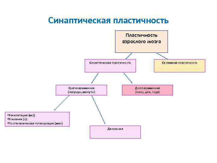 Синаптическая пластичность Пластичность Синаптическая пластичность Пластичность
