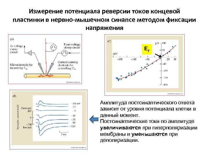 Измерение потенциала реверсии токов концевой пластинки в нервно-мышечном синапсе методом фиксации Измерение потенциала реверсии токов концевой пластинки в нервно-мышечном синапсе методом фиксации