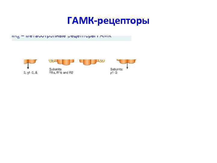 ГАМК-рецепторы ГАМК-рецепторы