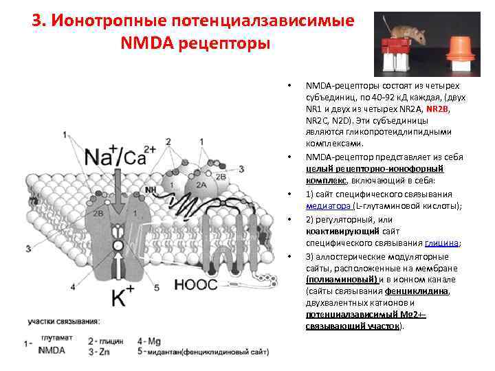 3. Ионотропные потенциалзависимые NMDA рецепторы • NMDA-рецепторы состоят 3. Ионотропные потенциалзависимые NMDA рецепторы • NMDA-рецепторы состоят
