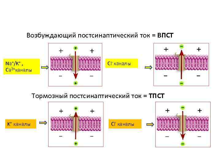   Возбуждающий постсинаптический ток = ВПСТ  Na+/K+ ,    