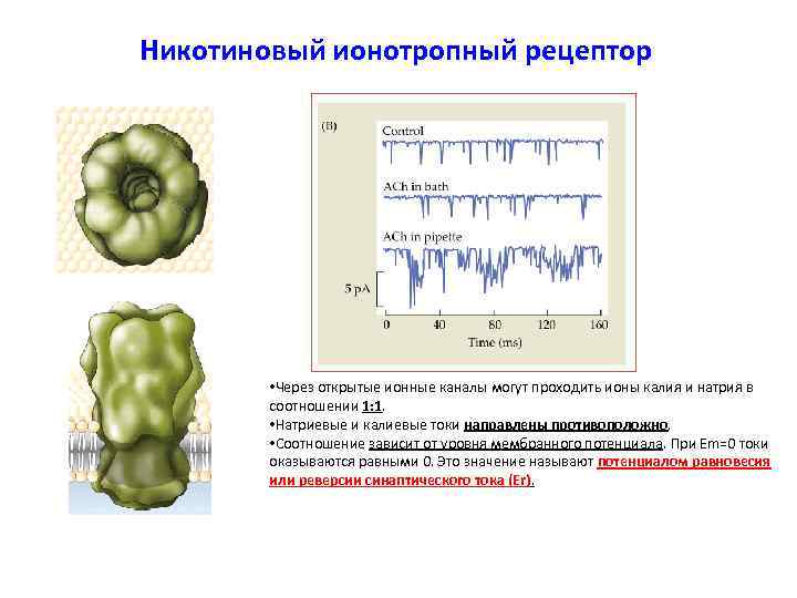 Никотиновый ионотропный рецептор   • Через открытые ионные каналы могут проходить ионы калия