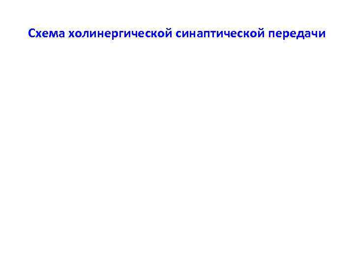 Схема холинергической синаптической передачи 
