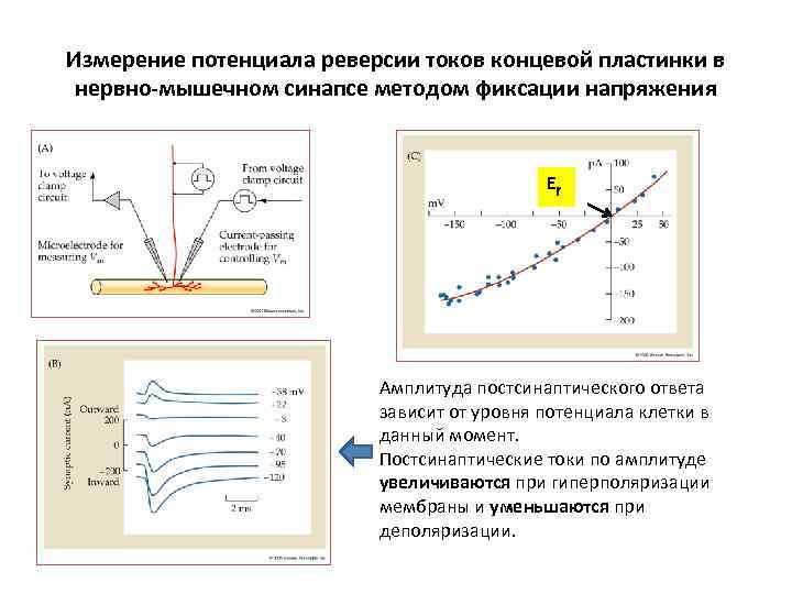 Измерение потенциала реверсии токов концевой пластинки в  нервно-мышечном синапсе методом фиксации напряжения 