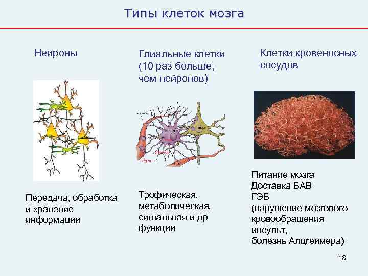      Типы клеток мозга  Нейроны    Глиальные