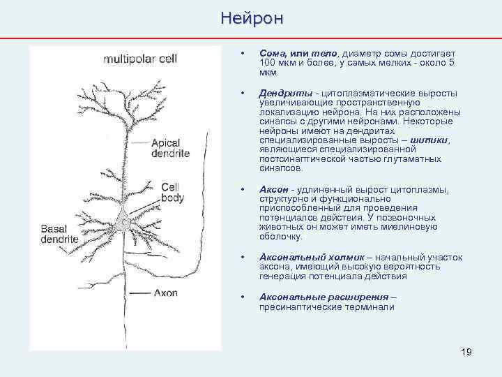 Нейрон  •  Сома, или тело, диаметр сомы достигает 100 мкм и более,