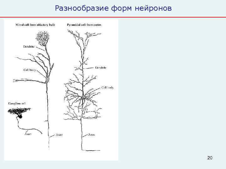 Разнообразие форм нейронов       20 
