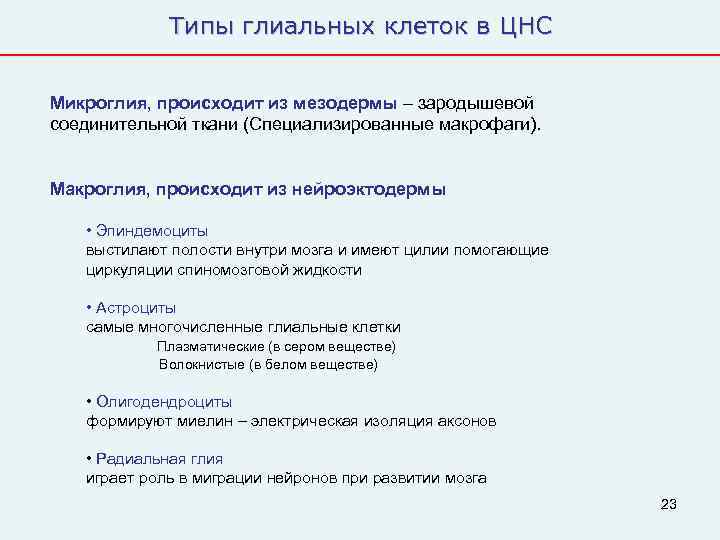    Типы глиальных клеток в ЦНС  Микроглия, происходит из мезодермы –