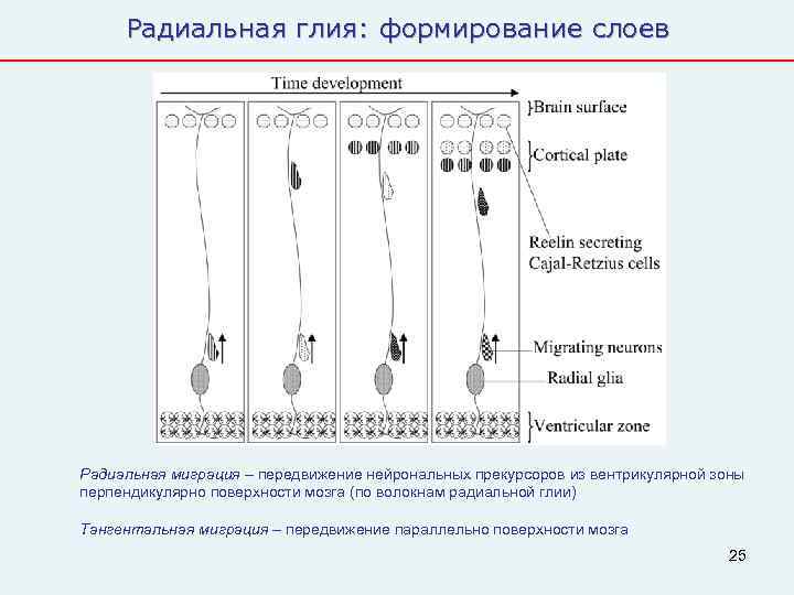  Радиальная глия: формирование слоев Радиальная миграция – передвижение нейрональных прекурсоров из вентрикулярной зоны