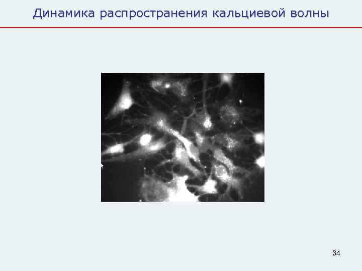 Динамика распространения кальциевой волны     34 
