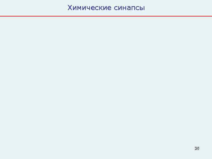 Химические синапсы     36 