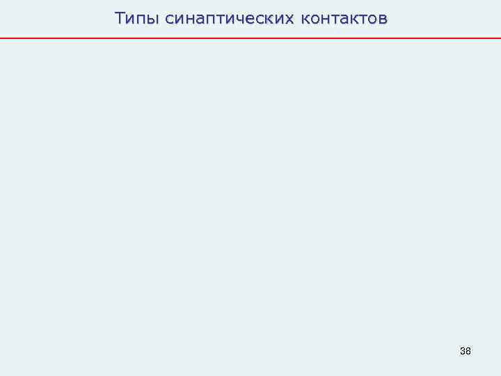 Типы синаптических контактов      38 