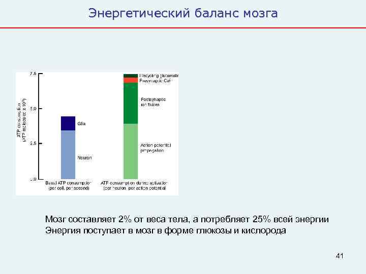    Энергетический баланс мозга Мозг составляет 2% от веса тела, а потребляет