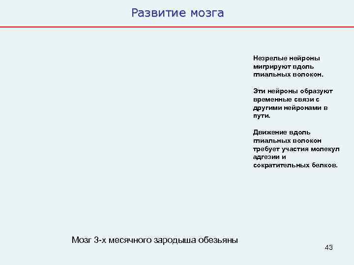   Развитие мозга       Незрелые нейроны  