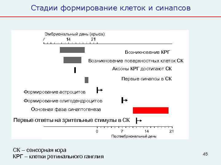  Стадии формирование клеток и синапсов   Эмбриональный день (крыса)   