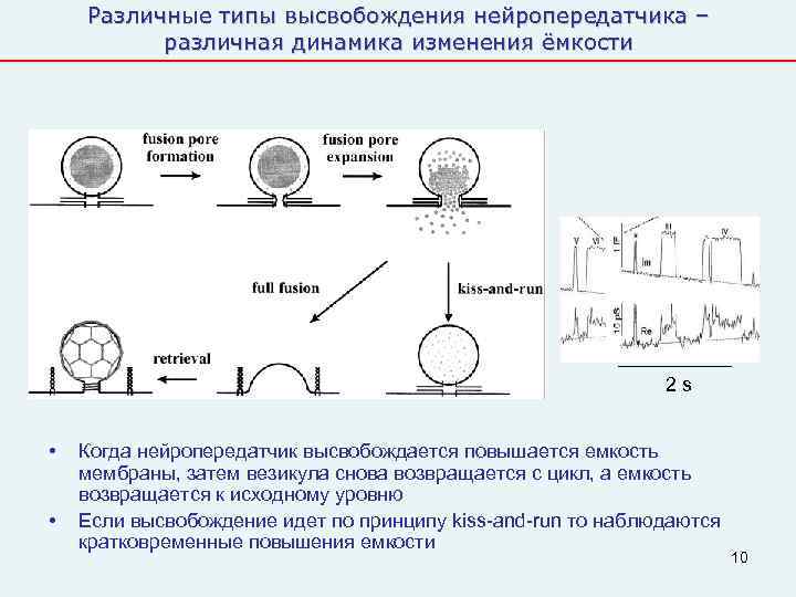   Различные типы высвобождения нейропередатчика –  различная динамика изменения ёмкости  