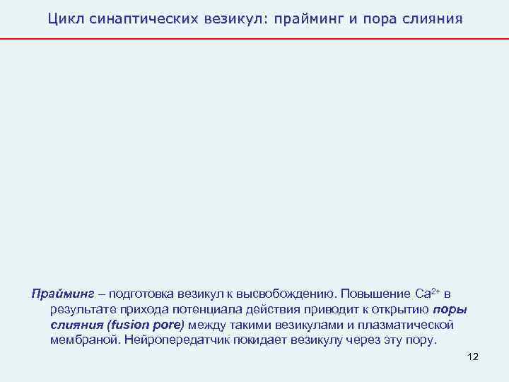  Цикл синаптических везикул: прайминг и пора слияния Прайминг – подготовка везикул к высвобождению.