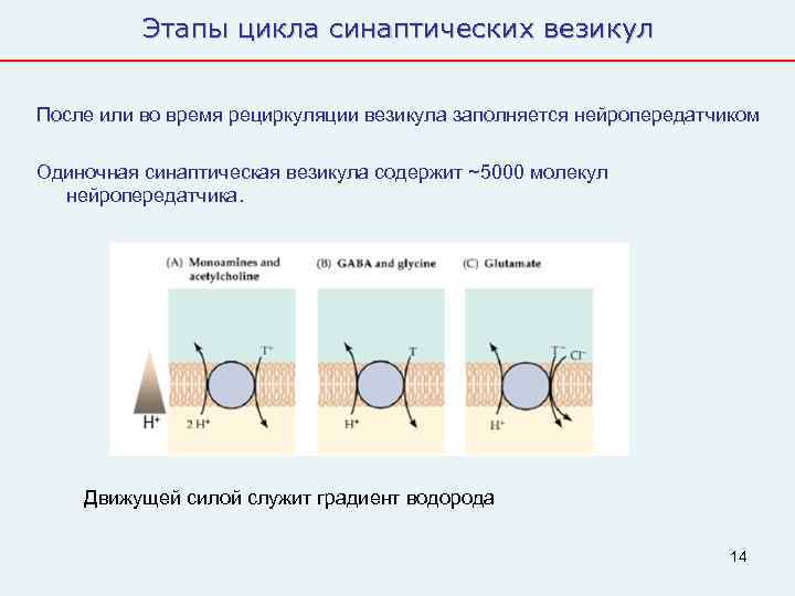    Этапы цикла синаптических везикул  После или во время рециркуляции везикула