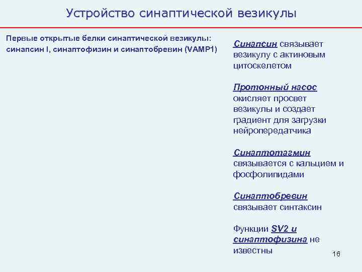    Устройство синаптической везикулы Первые открытые белки синаптической везикулы:   