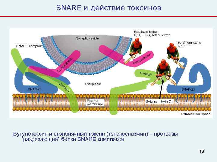     SNARE и действие токсинов Бутулотоксин и столбнячный токсин (тетеноспазмин) –