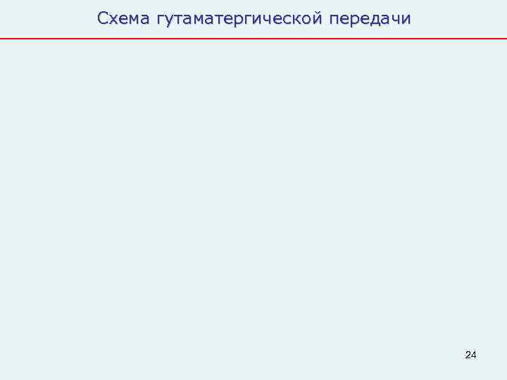 Схема гутаматергической передачи    24 