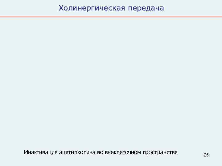   Холинергическая передача Инактивация ацетилхолина во внеклеточном пространстве  25 