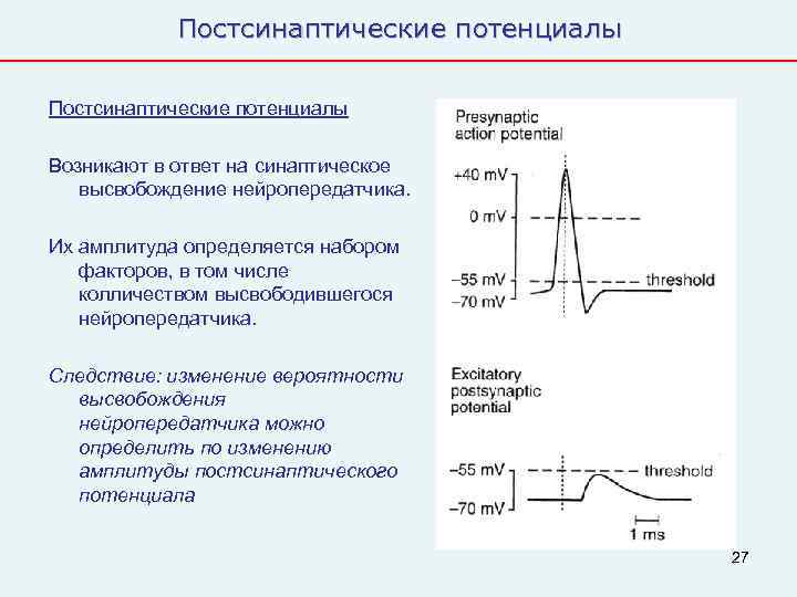   Постсинаптические потенциалы Возникают в ответ на синаптическое  высвобождение нейропередатчика.  Их
