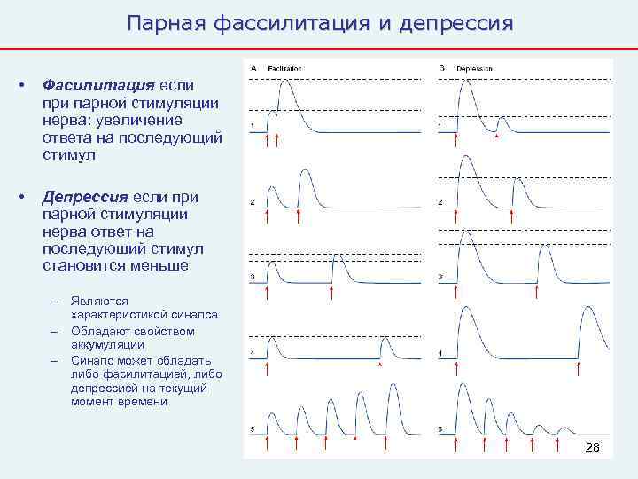    Парная фассилитация и депрессия  •  Фасилитация если при парной