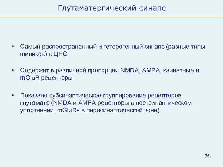    Глутаматергический синапс • Самый распространенный и гетерогенный синапс (разные типы 