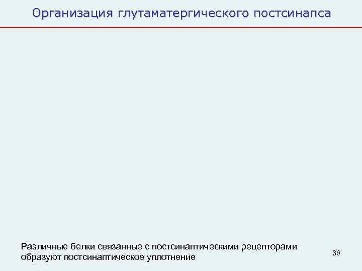  Организация глутаматергического постсинапса Различные белки связанные с постсинаптическими рецепторами    