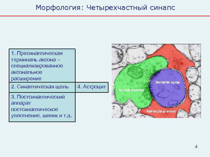    Морфология: Четырехчастный синапс 1. Пресинаптическая терминаль аксона – специализированное аксональное расширение
