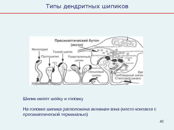   Типы дендритных шипиков Шипик имеет шейку и головку На головке шипика