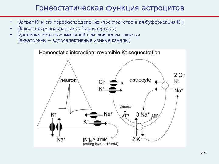    Гомеостатическая функция астроцитов •  Захват К+ и его перераспределение (пространственная