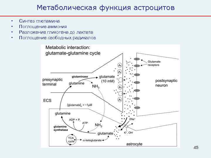   Метаболическая функция астроцитов •  Синтез глютамина •  Поглощение аммония •