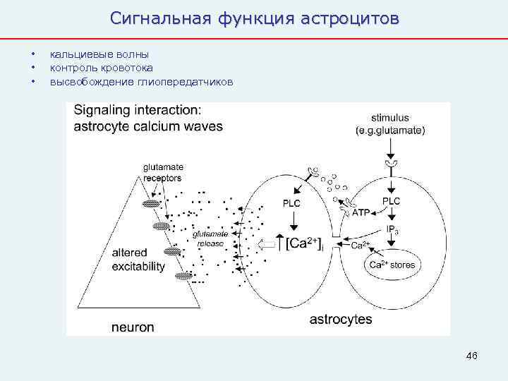    Сигнальная функция астроцитов •  кальциевые волны •  контроль кровотока